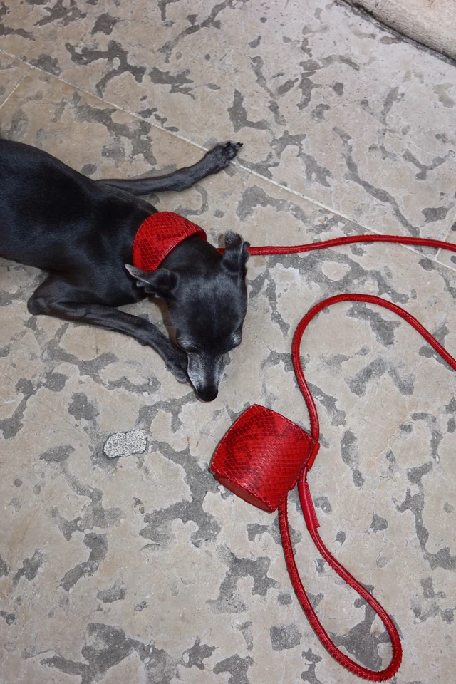 Italian Greyhound with a red collar, matching leash and pouch