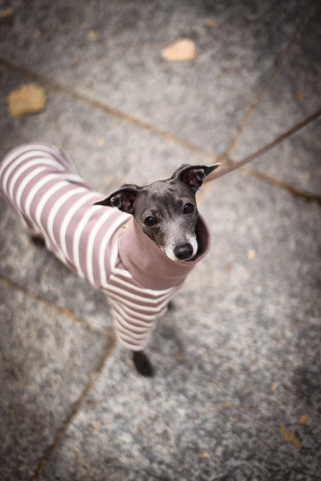 Italian Greyhound wearing a rose and cream striped onesie on stone pavement